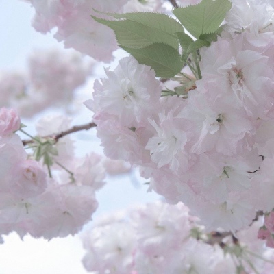 兽设原创改稿实用思路福瑞群